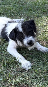 Astro Lonestar - Photo 2