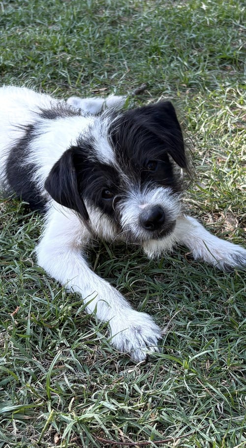 ASTRO LONESTAR - Terrier available for adoption