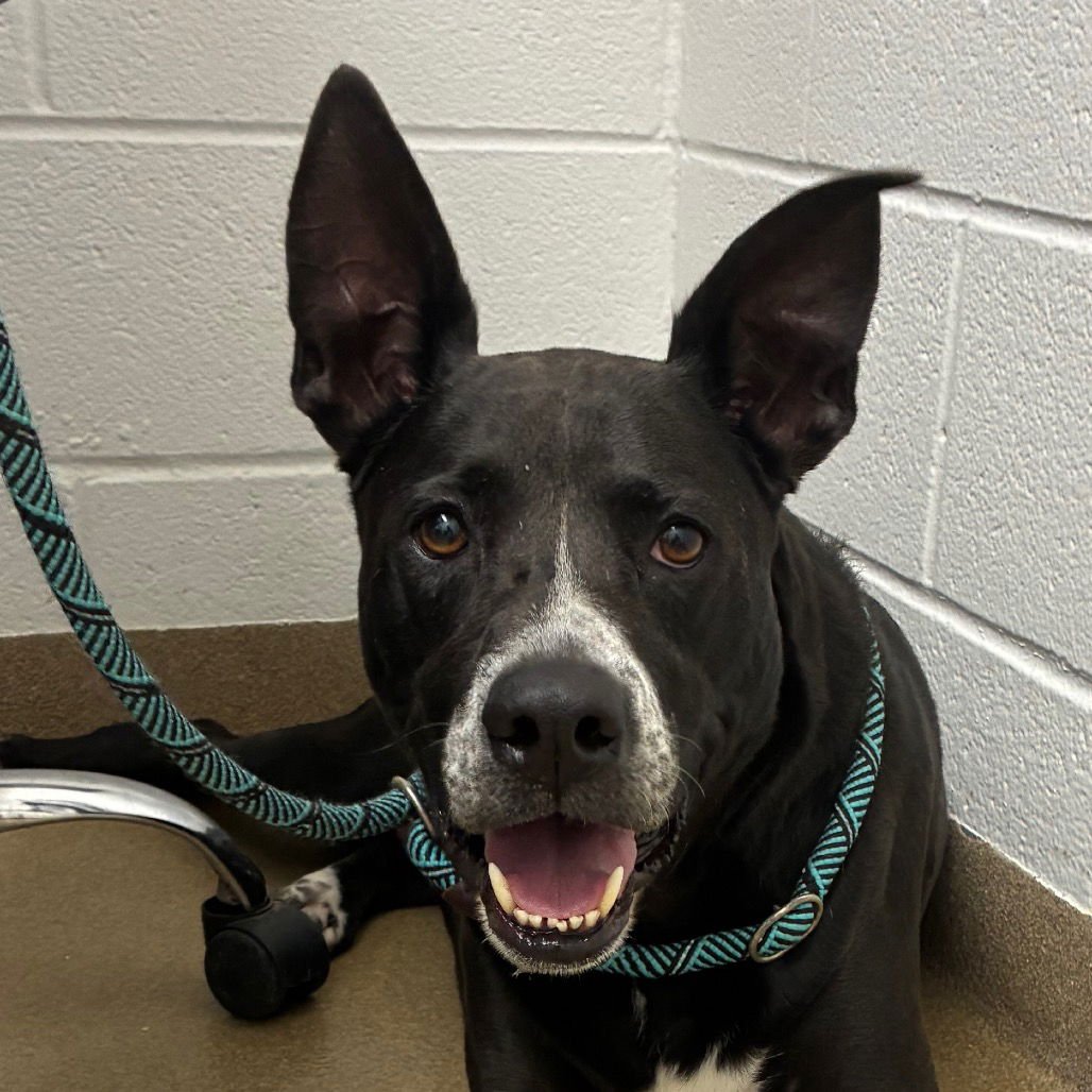 MELINA GCH - Black Labrador Retriever / Shepherd available for adoption