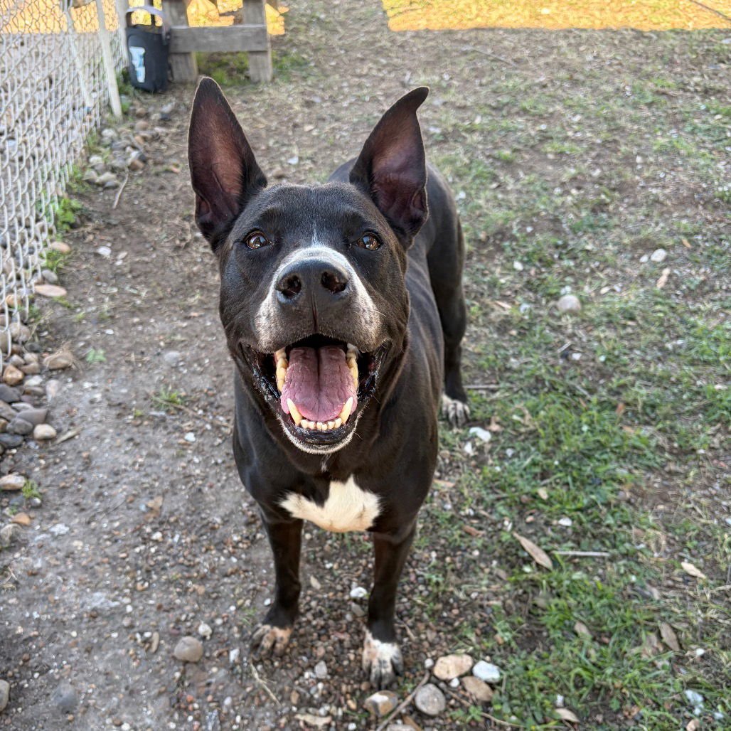 MELINA GCH - Black Labrador Retriever / Shepherd available for adoption