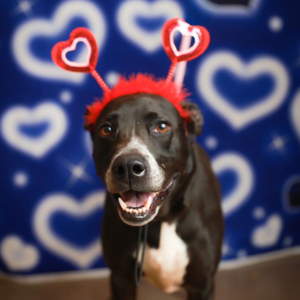 Melina GCH - Photo 3