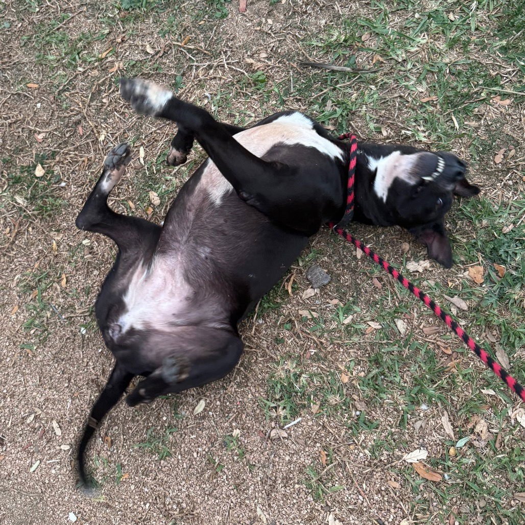 Melina GCH - Photo 4