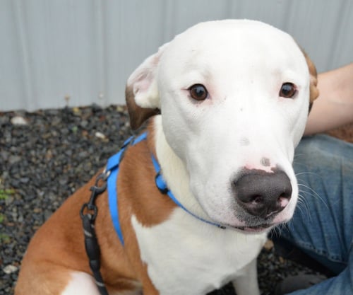 BUCK SCAS - Unknown available for adoption