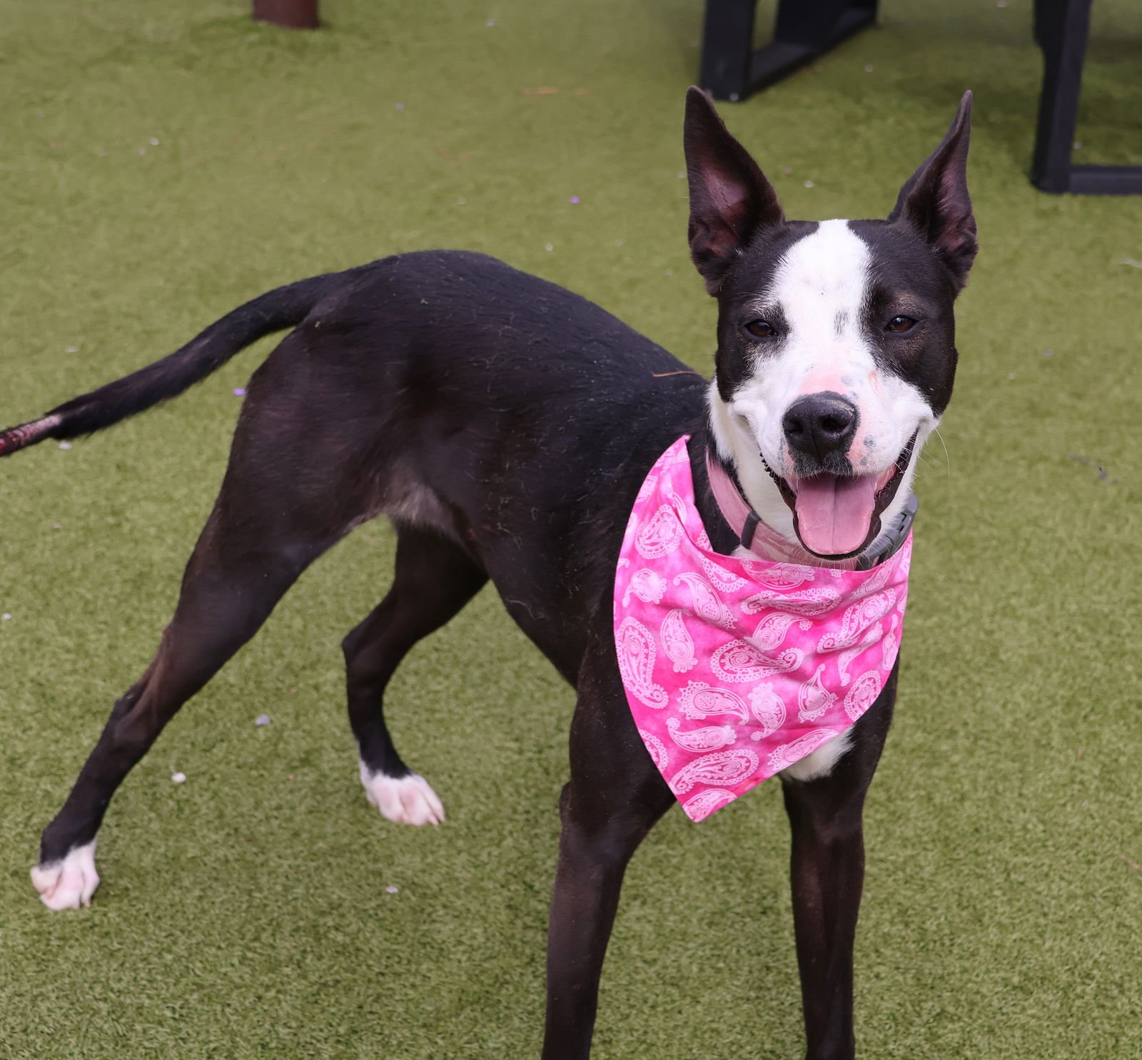 TILLY ATHENS - Border Collie / Bull Terrier available for adoption
