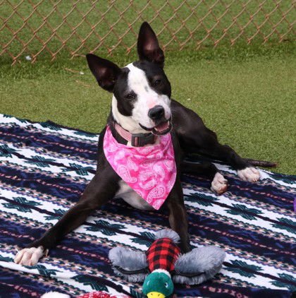 TILLY ATHENS - Border Collie / Bull Terrier available for adoption