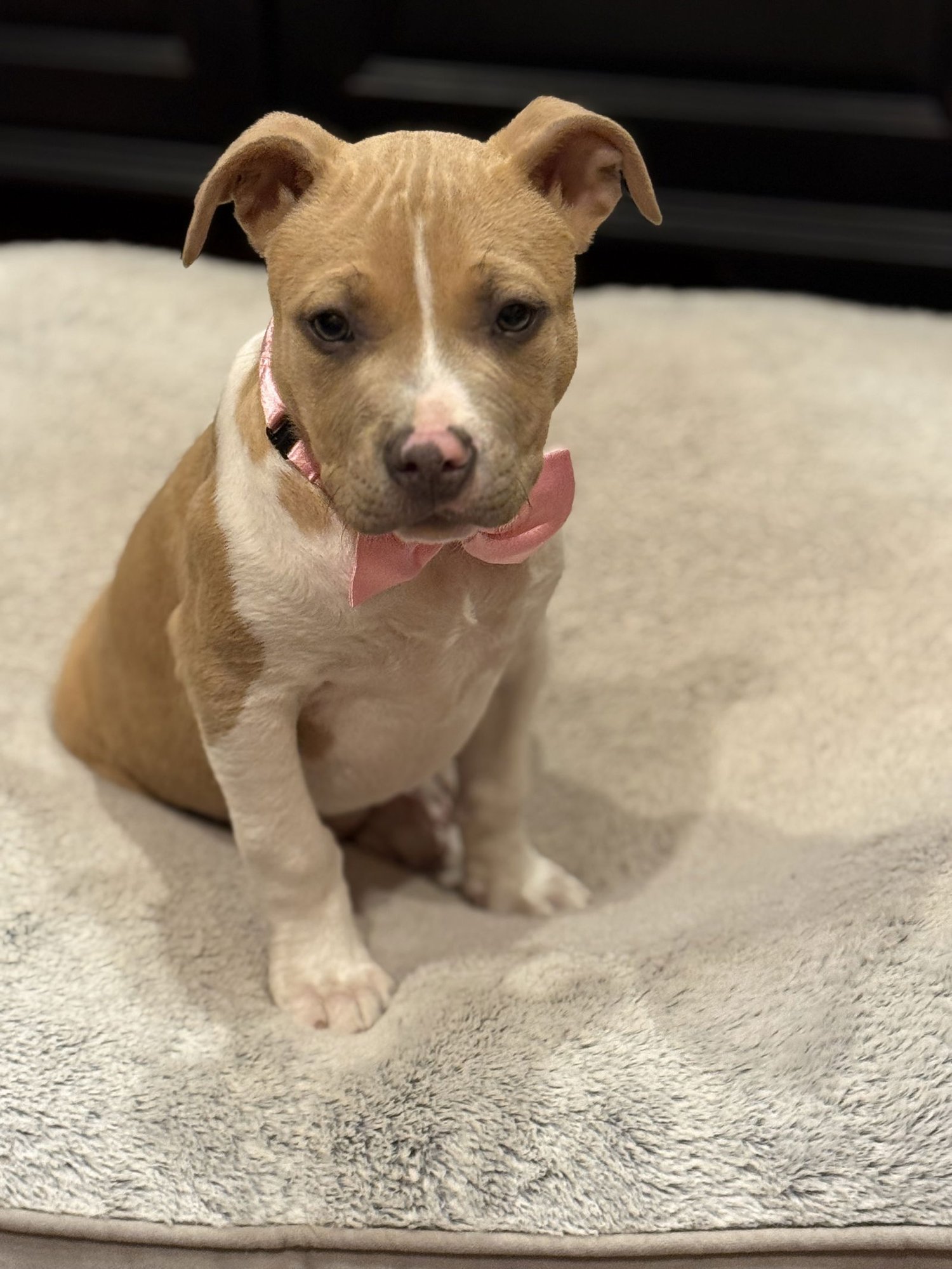 GOLDIE LONESTAR - Pit Bull Terrier available for adoption