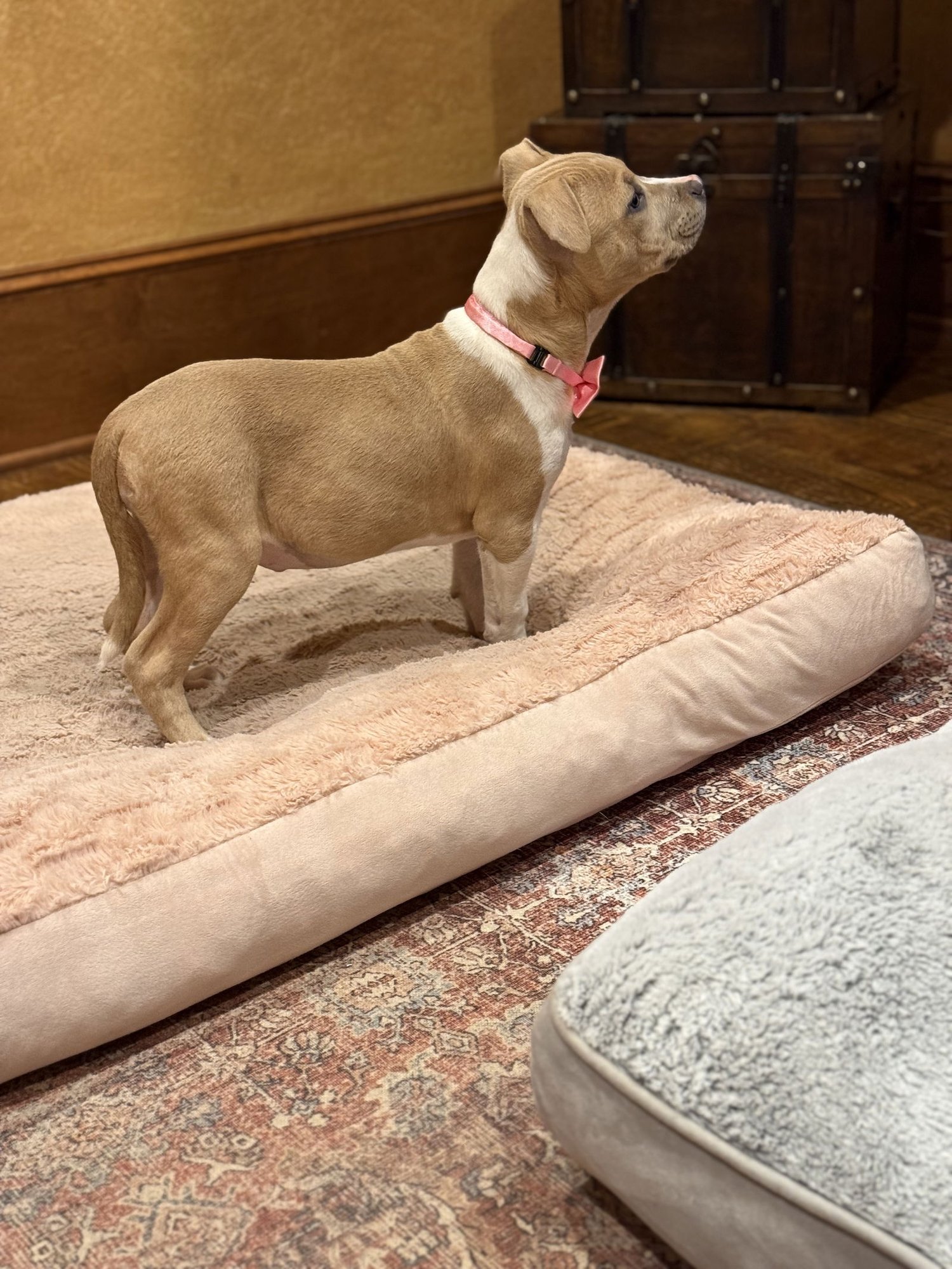 GOLDIE LONESTAR - Pit Bull Terrier available for adoption