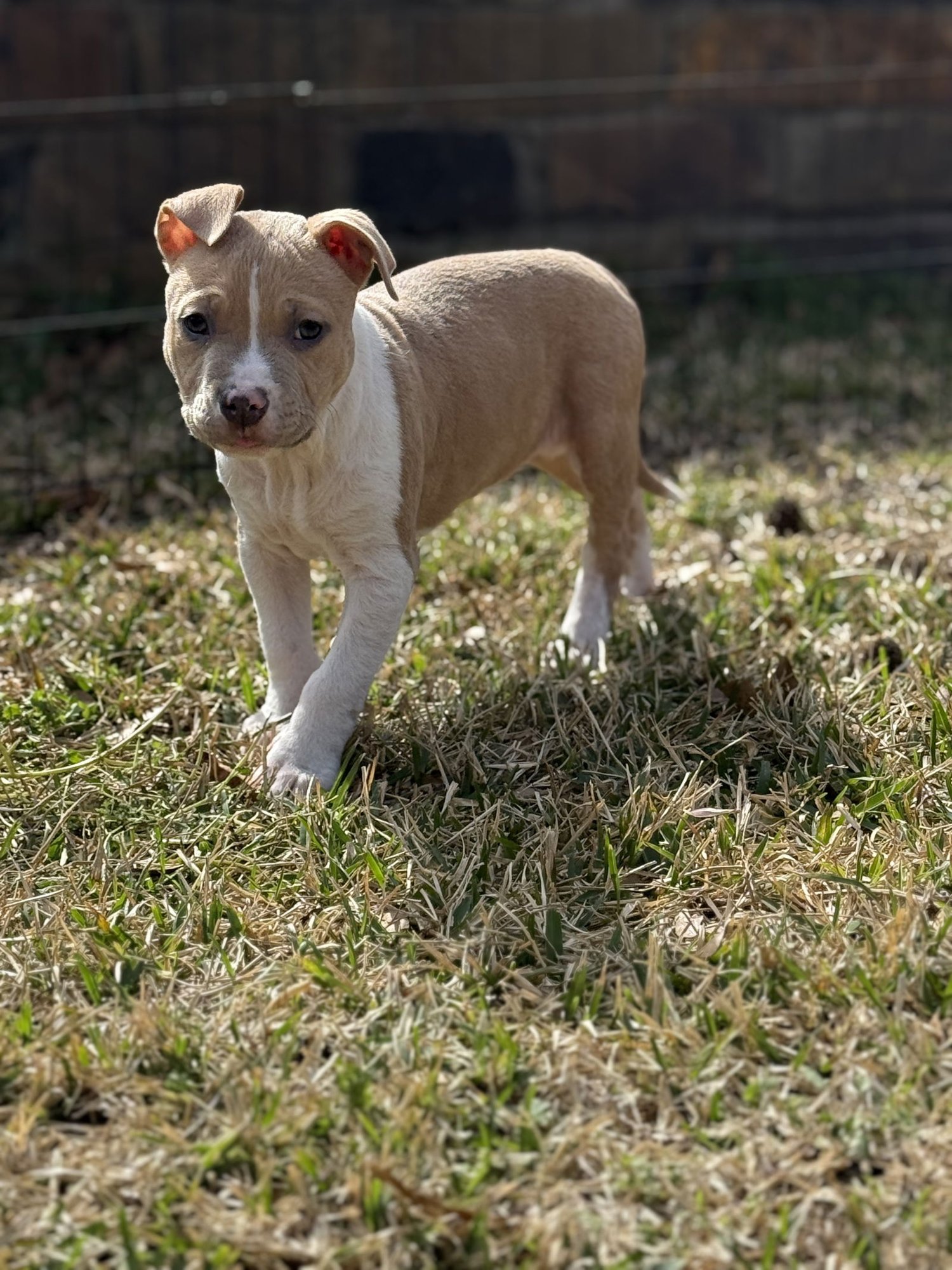 Goldie Lonestar - Photo 3