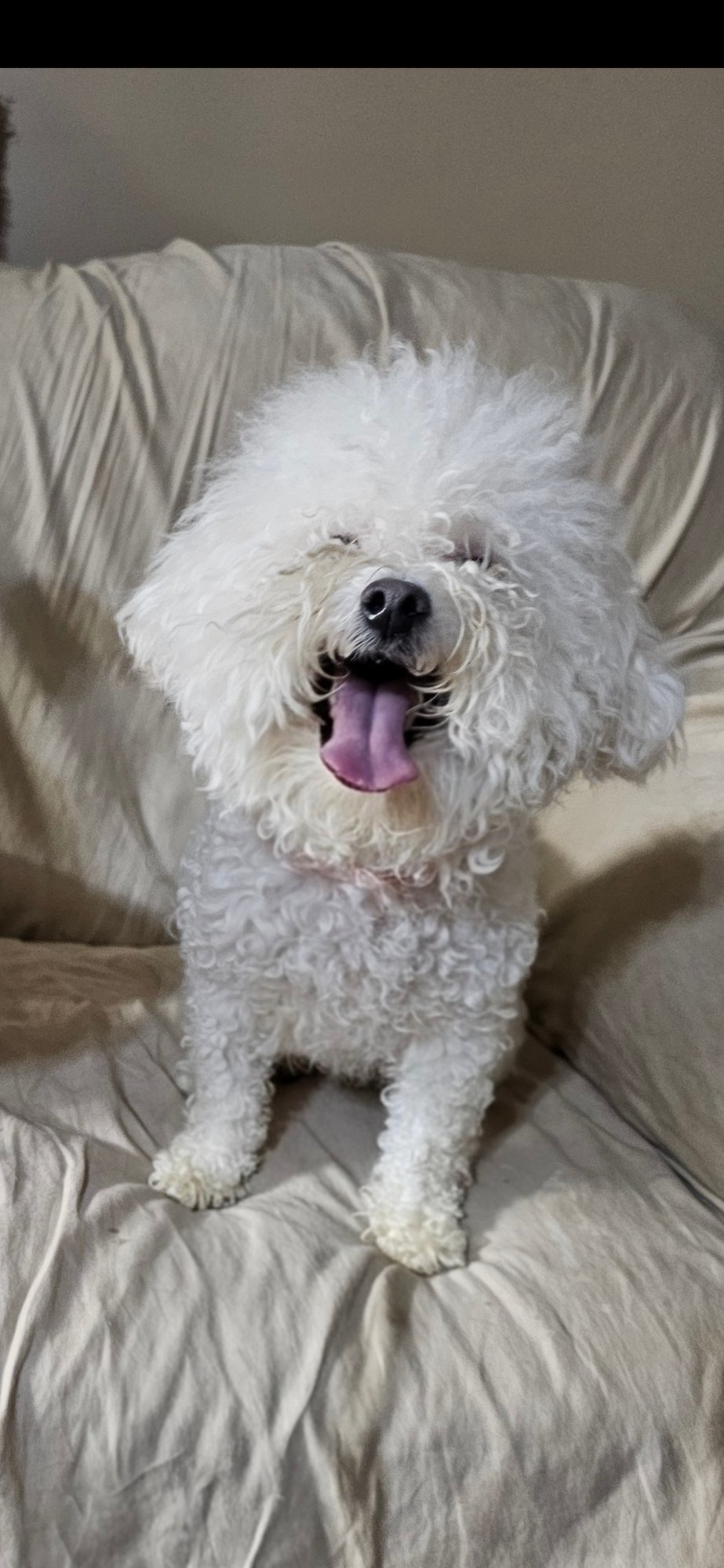 SNOOPY JC - Bichon Frise available for adoption