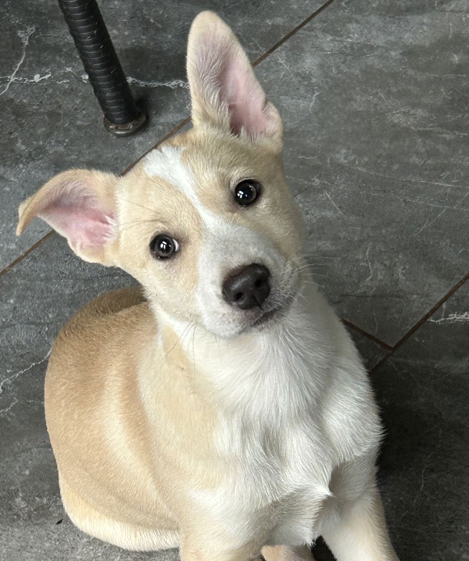 BECCA LONESTAR - Labrador Retriever available for adoption