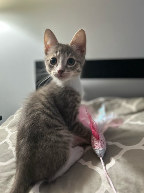 NADIA'S ARTHUR KITTEN - Domestic Short Hair available for adoption