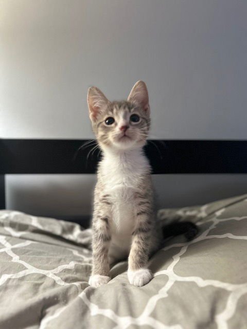 NADIA'S ARTHUR KITTEN - Domestic Short Hair available for adoption