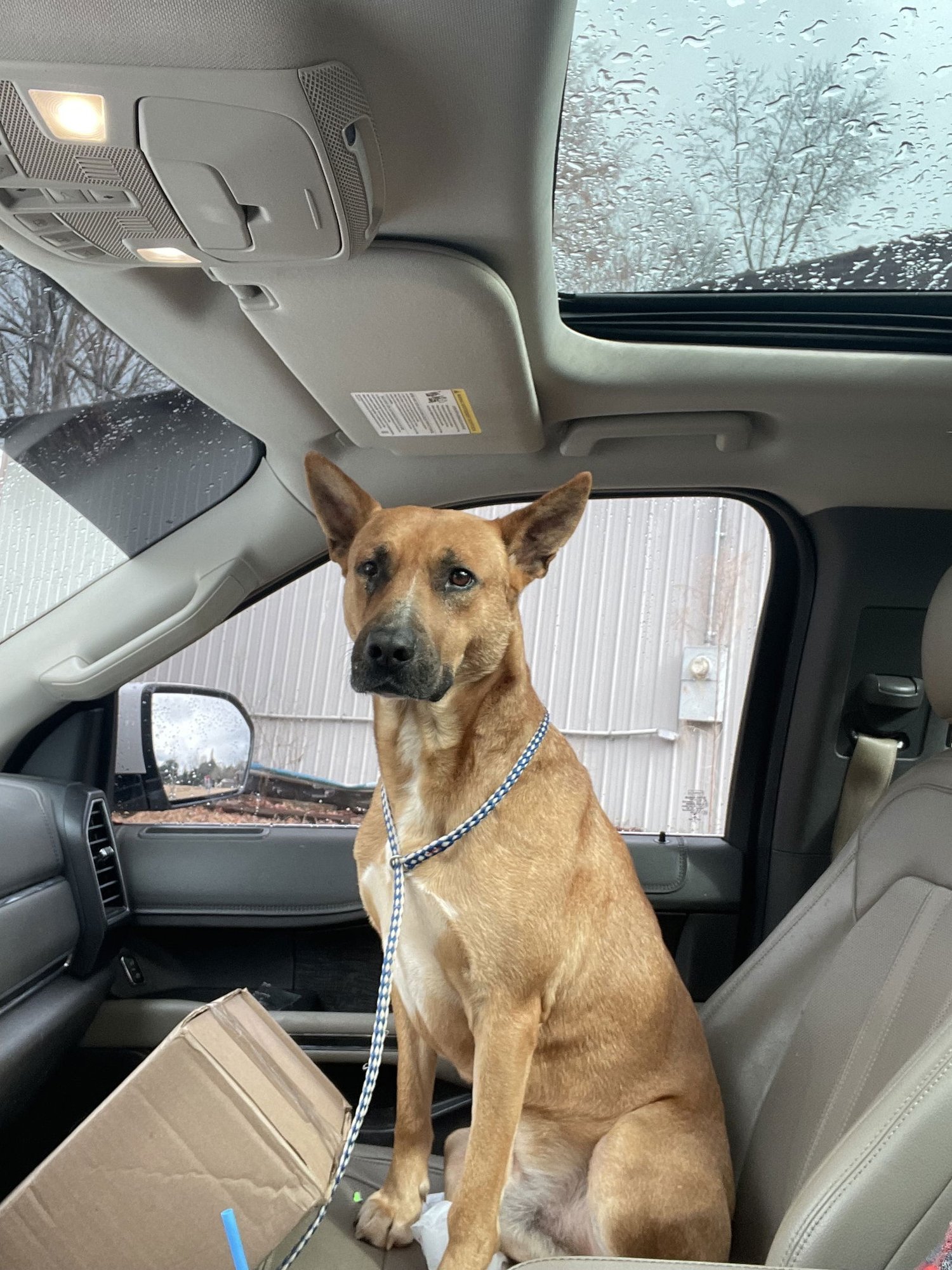 CAPTAIN JACK DIXON - Carolina Dog available for adoption