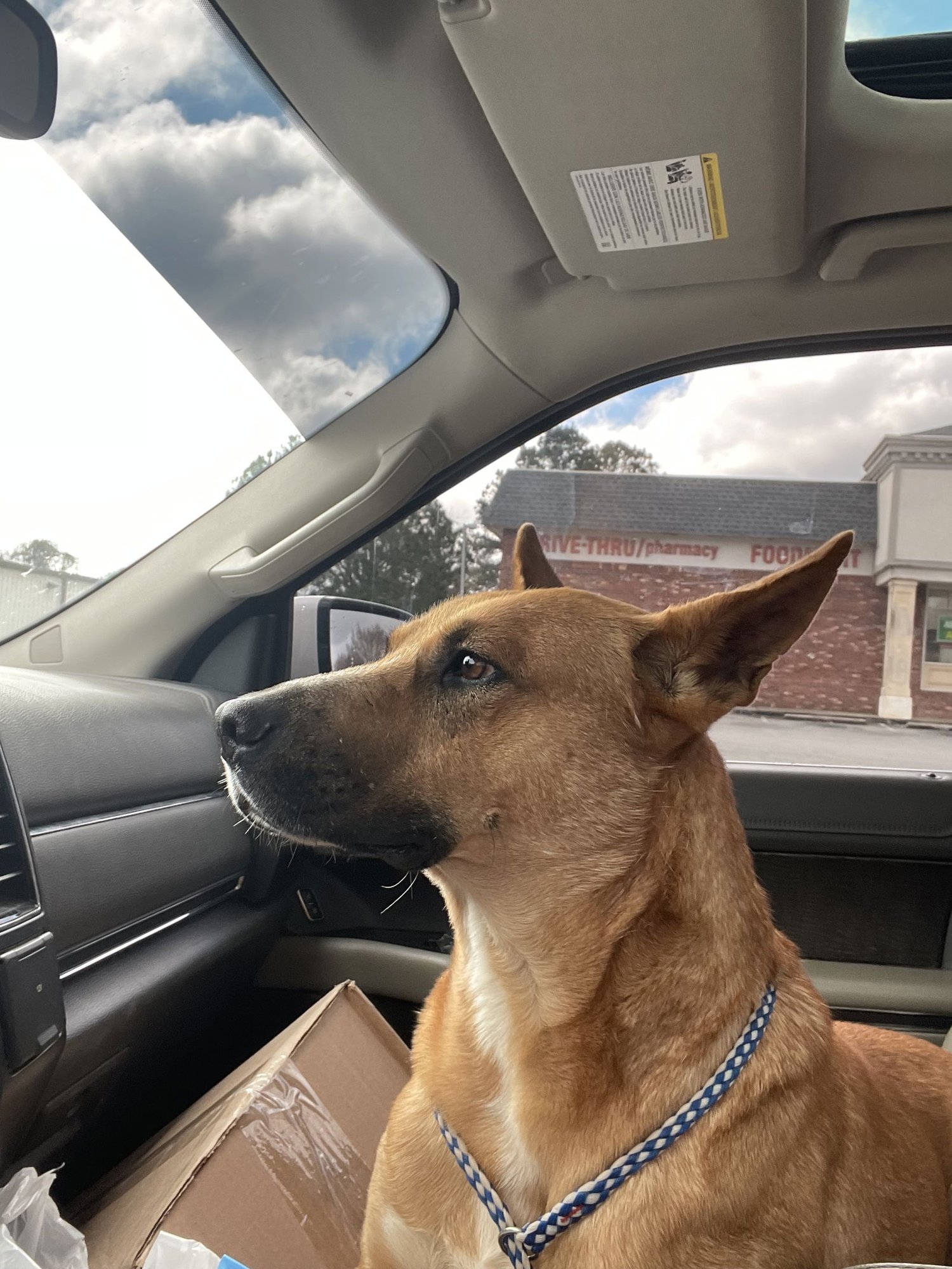 CAPTAIN JACK DIXON - Carolina Dog available for adoption