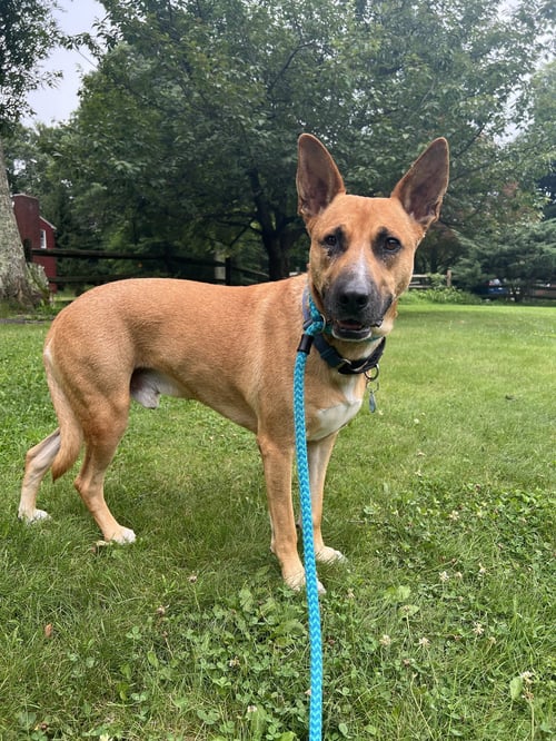 JACK DIXON - Carolina Dog available for adoption