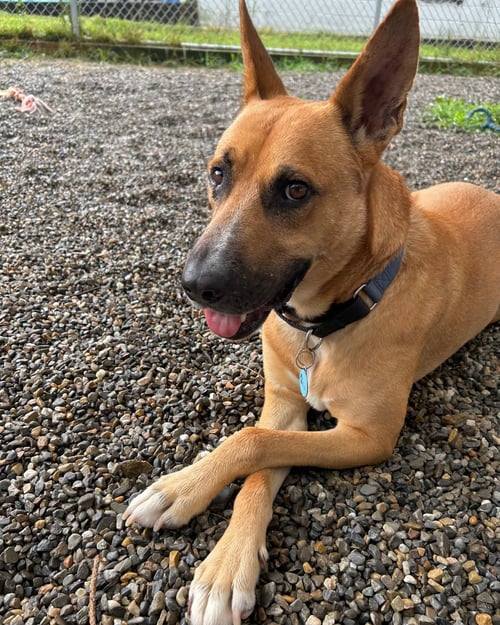 JACK DIXON - Carolina Dog available for adoption