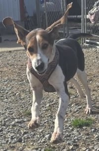 Sadie SCAS - Photo 1