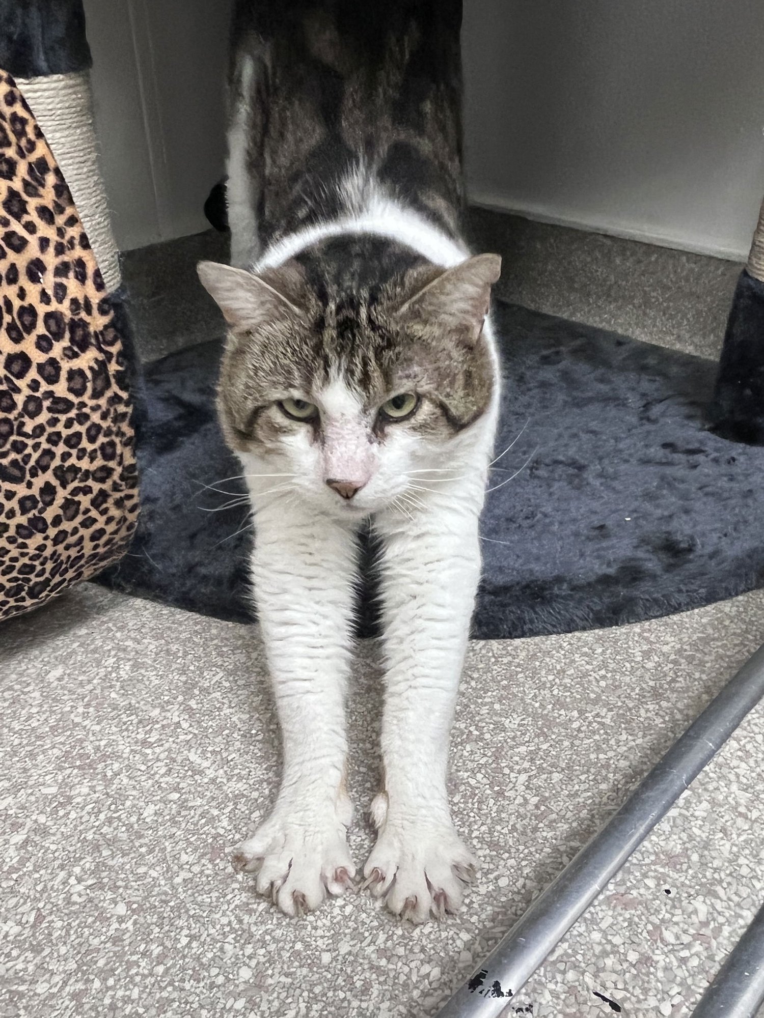 CHESTER RM - Domestic Short Hair available for adoption