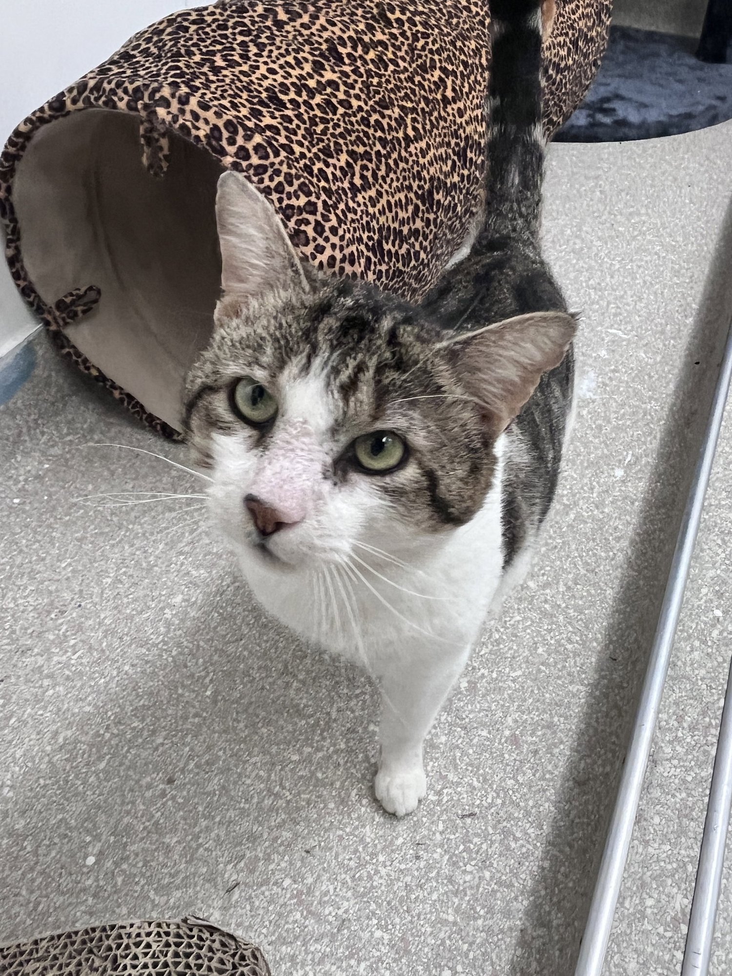 Chester RM - Photo 3