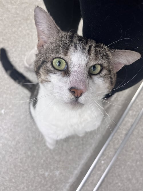 CHESTER RM - Domestic Short Hair available for adoption