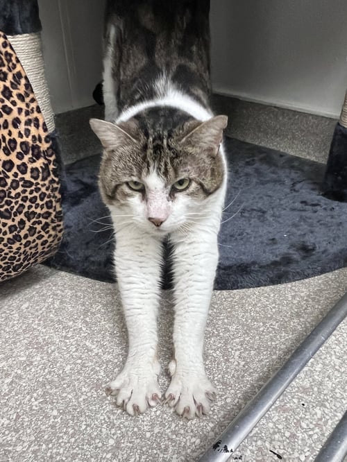 CHESTER RM - Domestic Short Hair available for adoption