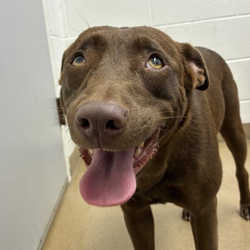 KAY KYSER GCH - Chocolate Labrador Retriever available for adoption