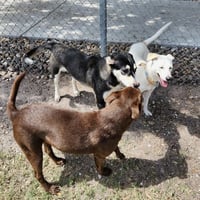 Kay Kyser GCH - Photo 4
