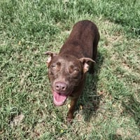 Kay Kyser GCH - Photo 1