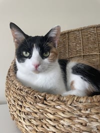 Snickers - Photo 1