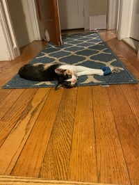 Snickers - Photo 7