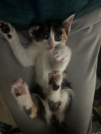 Snickers - Photo 5