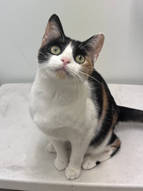 SNICKERS - Domestic Short Hair available for adoption