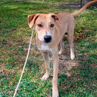 Bert GCH - Photo 4