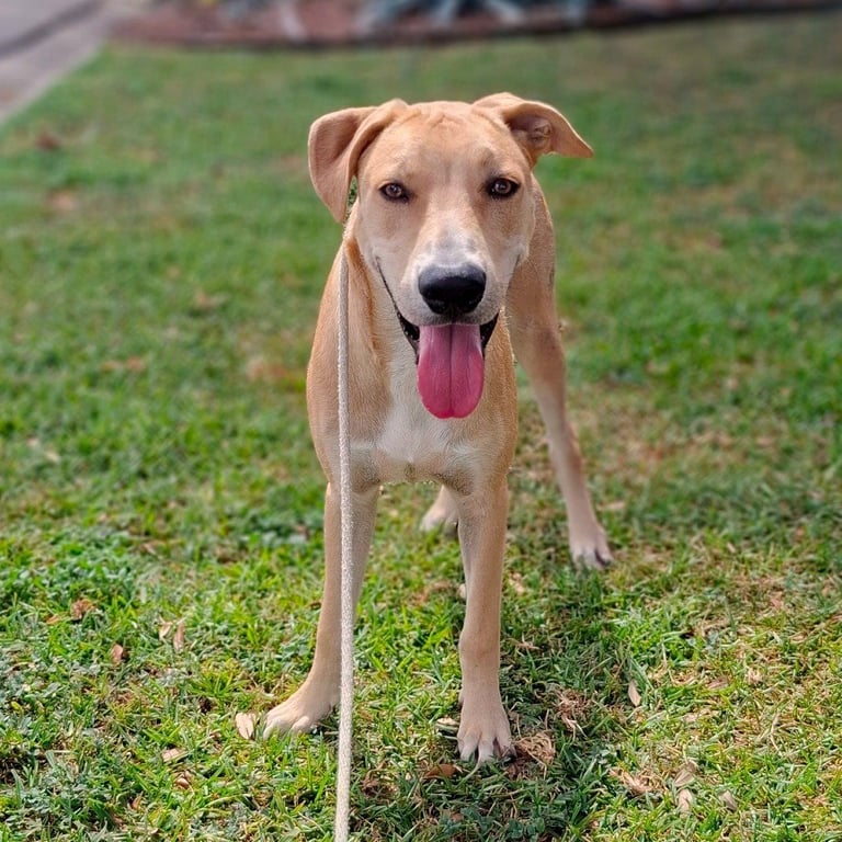 Bert GCH Image