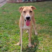 Bert GCH - Photo 1