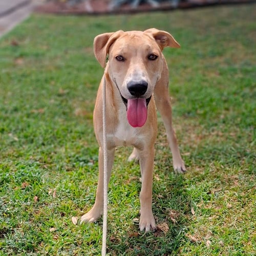 BERT GCH - Yellow Labrador Retriever / Hound available for adoption
