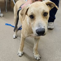 Bert GCH - Photo 2