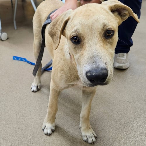 BERT GCH - Yellow Labrador Retriever / Hound available for adoption