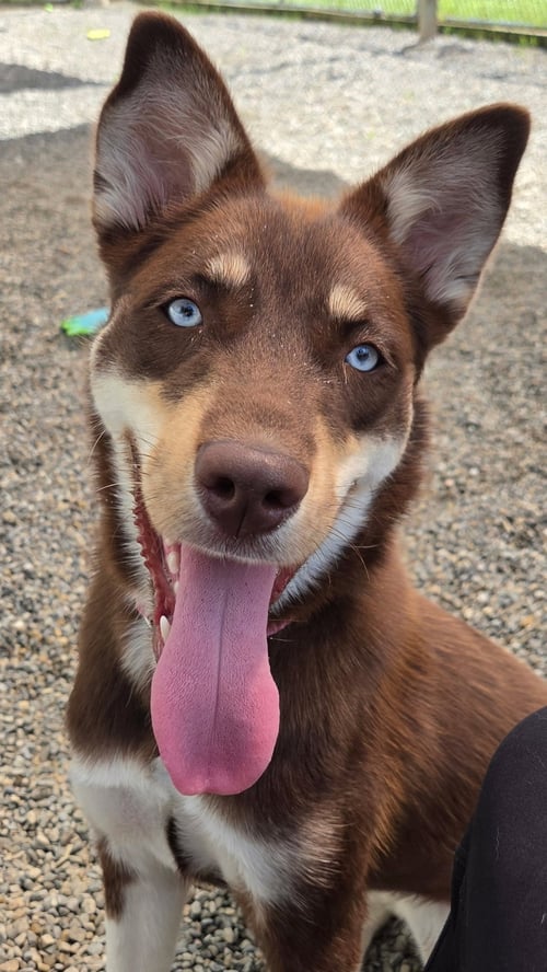 NANI ATHENS - Husky / Australian Kelpie available for adoption