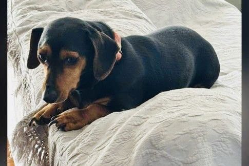 LOUIE RDS - Dachshund available for adoption
