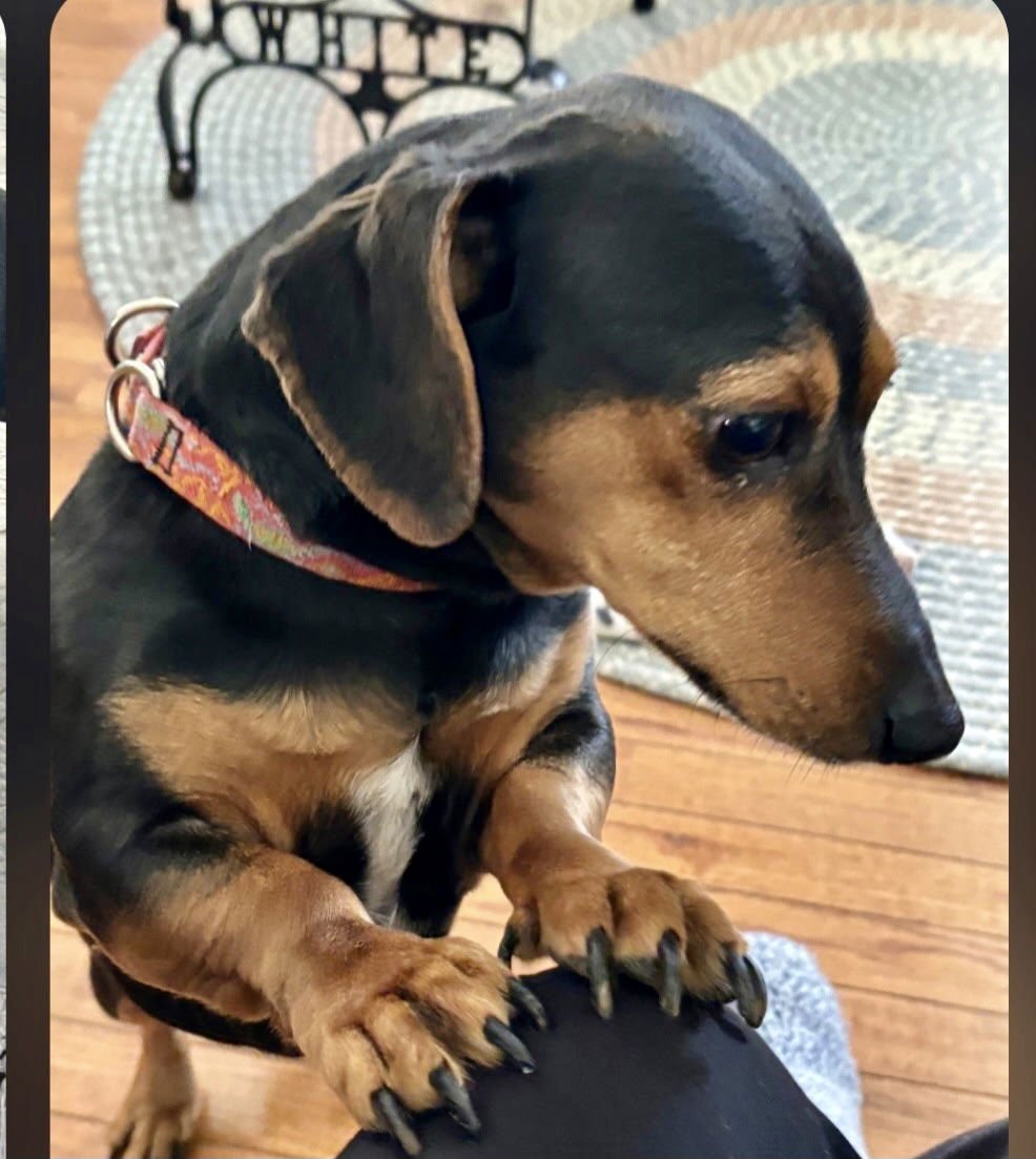 LOUIE RDS - Dachshund available for adoption