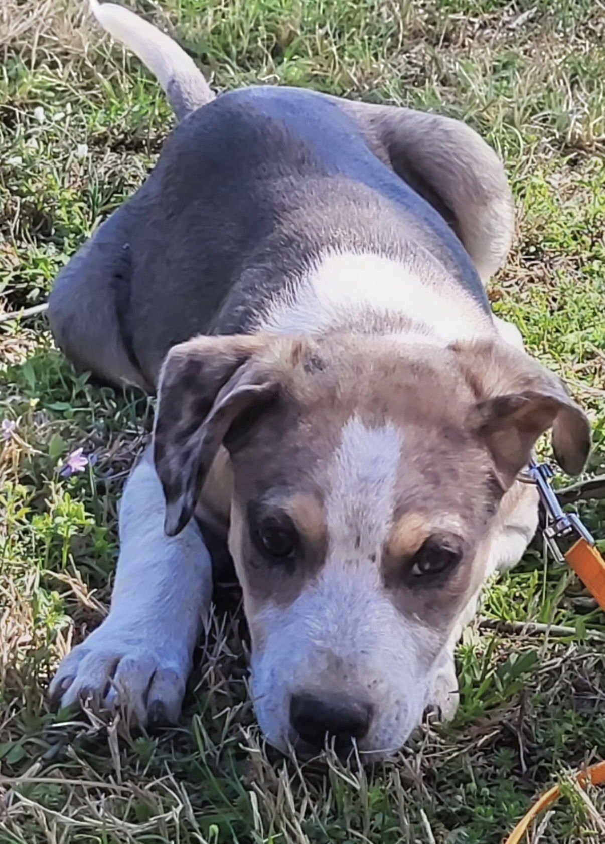 HAILEE LONESTAR - Catahoula Leopard Dog available for adoption