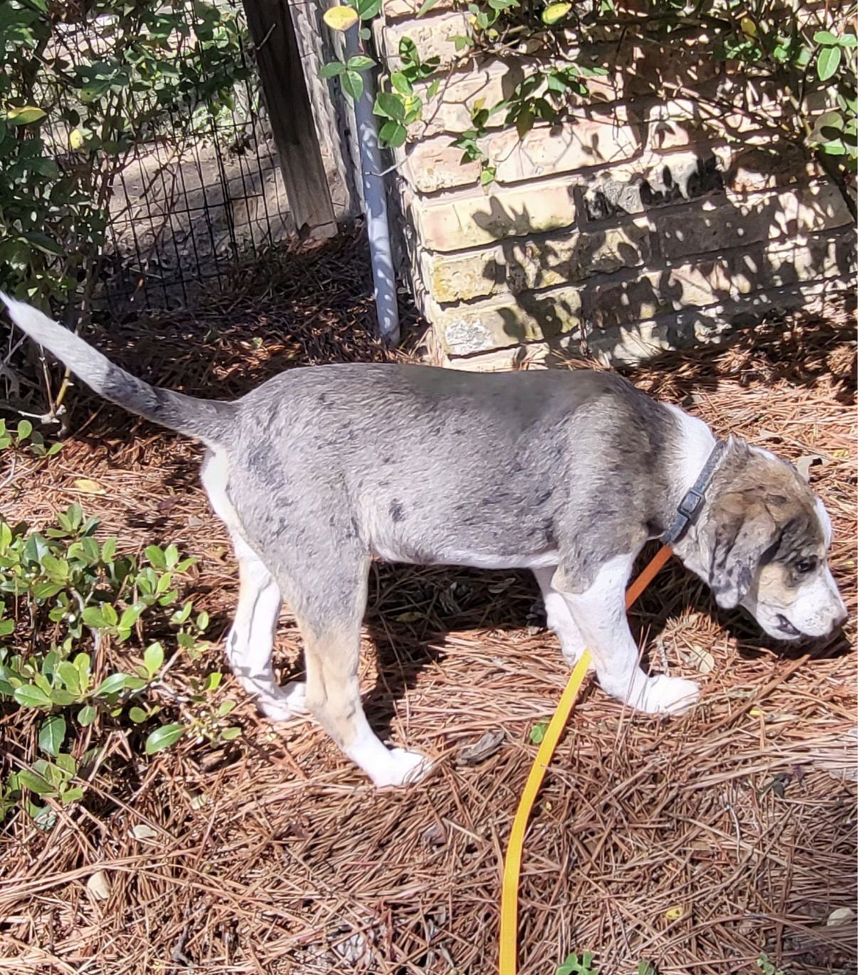 HAILEE LONESTAR - Catahoula Leopard Dog available for adoption