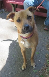 Shelby (SADIE) - Photo 17