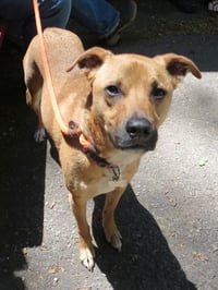 Shelby (SADIE) - Photo 18