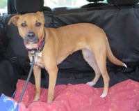 Shelby (SADIE) - Photo 14