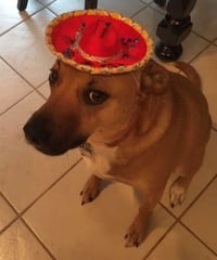 Shelby (SADIE) - Photo 8