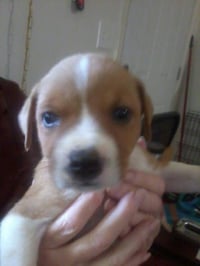 Shelby (SADIE) - Photo 20