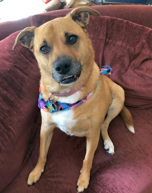Shelby (SADIE) Image