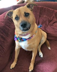 Shelby (SADIE) - Photo 1